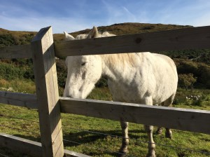 A sleeping horse!!??